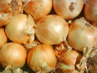 CEBOLLAS